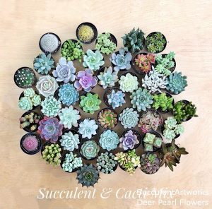 Succulents Wedding Favors