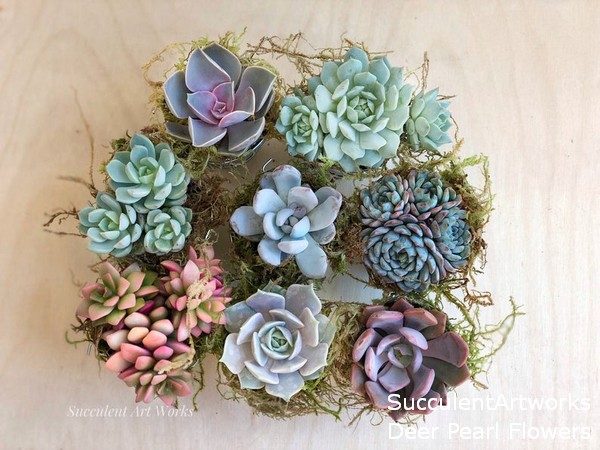 Succulents Wedding Favors