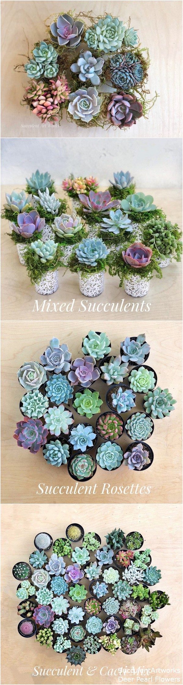 Succulents Wedding Favors