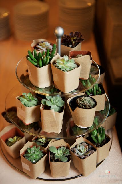 succulent wedding favors